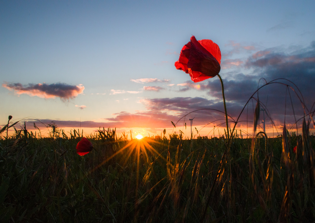 Poppy at Sunset